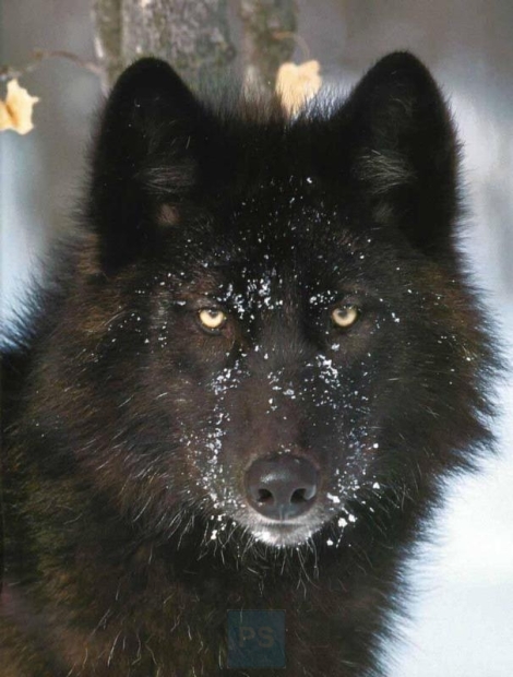 black wolf beautiful