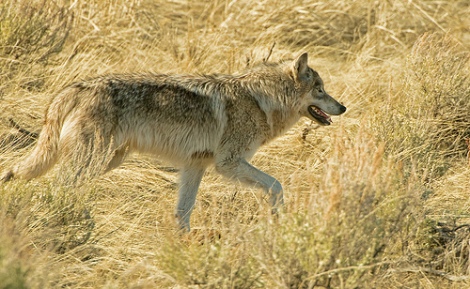 backcountry wolf