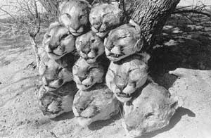 mountain lions killed