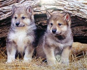 wolf pups 2