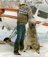 alaskan wolf shot by aerial gunner