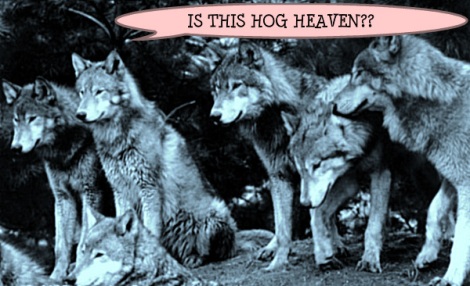 Hog Heaven wolf pack