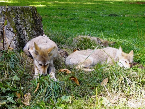 Wolf Pups Snoozing