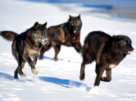 Black wolf pack running