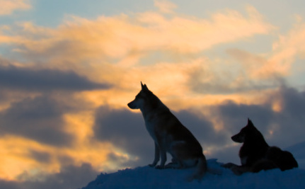 Wolves sunset ThinkStock