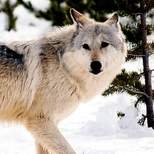 gray wolf flickr commons usfws