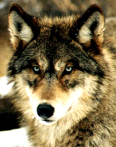 gray wolf USFWS