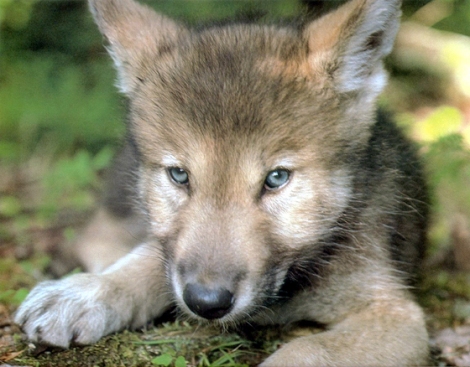 Mexican Gray Wolf Pup