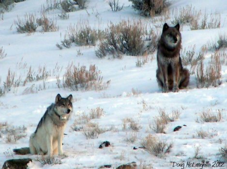 Yellowstone wolf Lamar Canyon Pack Alpha Female_832F and Wolf 754 killed in the hunts