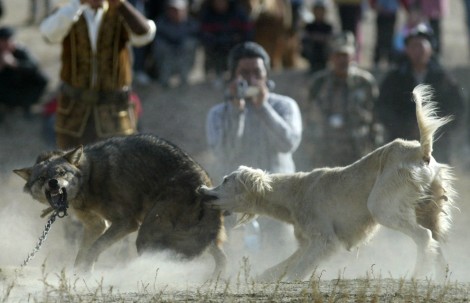 A hunting dog bites a chained wolf during the hunting festival Solburun in the village of Bokonbayevo Kyrgyzstan on October 18  2008. VYACHESLAV OSELEDKO AFPGetty Images
