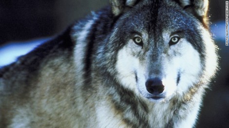 Gray wolf photo CNN