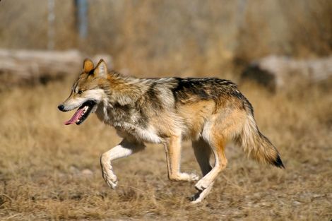 Mexican Gray Wolf wikimedia commons