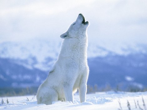 arctic-wolf-wallpaper brothersoftdotcom