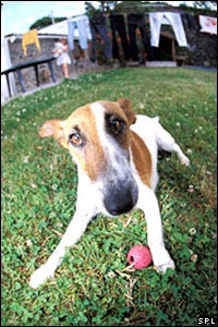 Dog with a ball Chris Martin-Bahr Science Photo Library