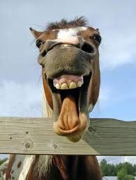 laughing horse bonnieleepandawpdotcom