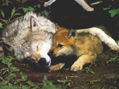 Wolf and pup debs den dot com
