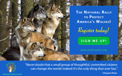 National Rally For Wolves 1