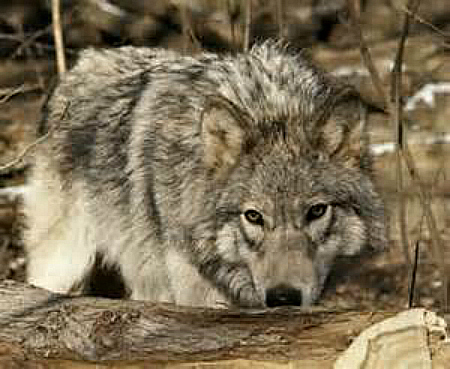 gray wolf dnr wi.gov