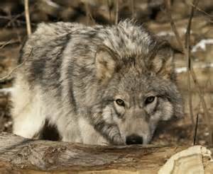gray wolf wisconsin dnr wi.gov