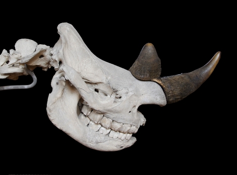 Black Rhino Skull Wiki