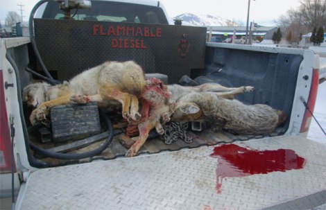 more dead coyotes