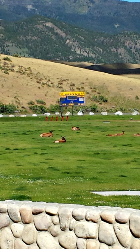 Elk lounging on high school field behind Yellowstone entrance 1