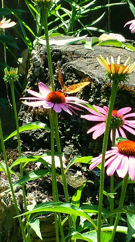 Butterfly on coneflower 1