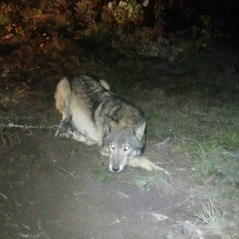 This picture out of the Wisconsin killing fields has been making the rounds on the internet.  This is just one of the 85 wolves reported killed since last Wednesday.