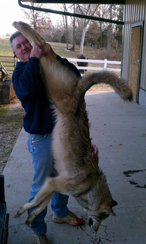 Kentuck wolf shot dead