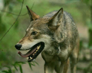 Red Wolf_54cbab74964f5.preview-300