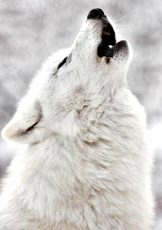 Wolf Howling Tumblr