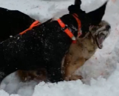 Wounded coyote being mauled by dogs - Michigan Live
