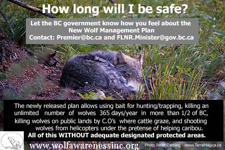 2014 Wolf Plan-poster pup2 wolfawarenessIncorg