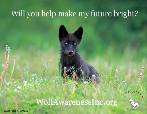 Pup Future Wolf Awareness Inc