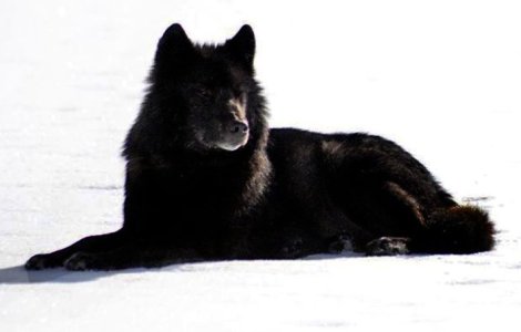 romeo-the-black-wolf-of-alaska Nick Jans