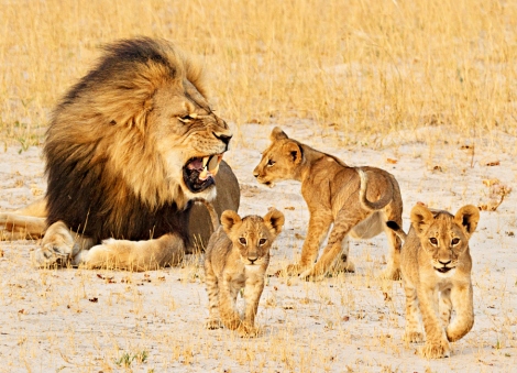 Cecil and Cubs
