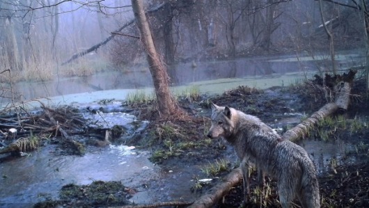 Chernobyl wolf Sergey Gashchak_Chornobyl Center
