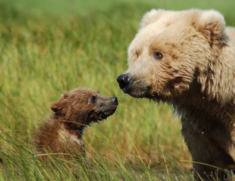 grizzly cub and mom