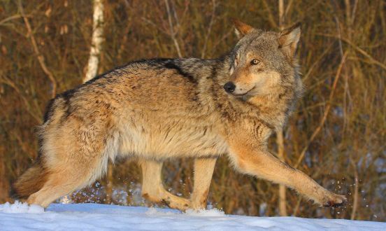 Wolves Have Taken Over Chernobyl Valeriy Yurko/T.G. Deryabina