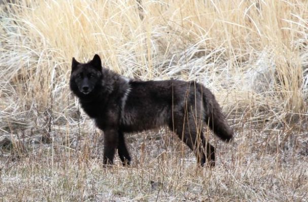 Black female wolf 831f Yellowstone National Park_2012 NPS