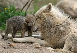 Alpha female mom and pup