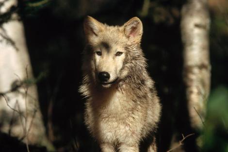 Gray Wolf PHOTOGRAPH TIM FITZHARRIS_ MINDEN PICTURES NATIONAL GEOGRAPHIC
