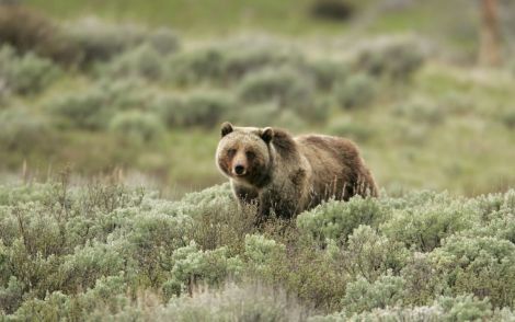 Grizzly Bear NPS