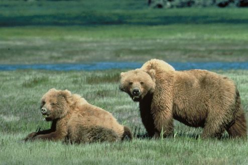 grizzly mom and cub - USFWS
