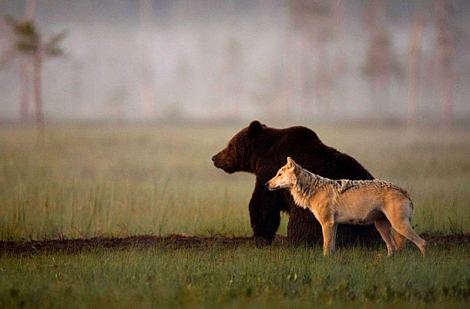 Wolf and Bear