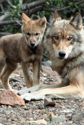 Alpha female with her pup NPS Alaska