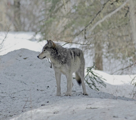 Glacier National Park Gray wolf NPS 2